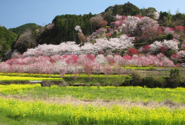旅奇旅遊行銷資訊網 大中華旅遊同業資訊平台