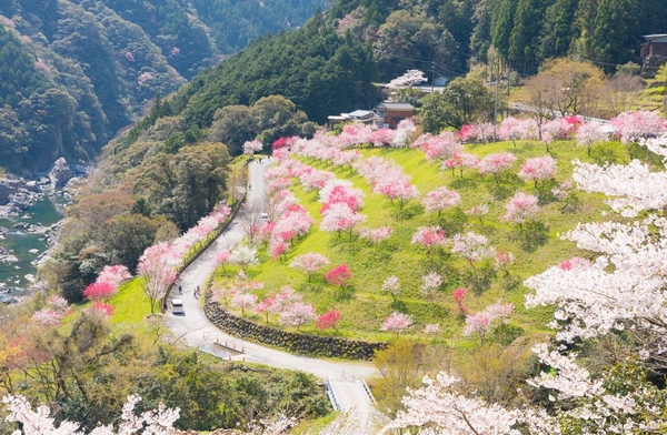 旅奇旅遊行銷資訊網 大中華旅遊同業資訊平台